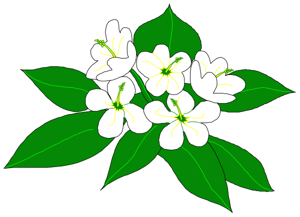 The image shows a bunch of white flowers with green leaves against a black background.