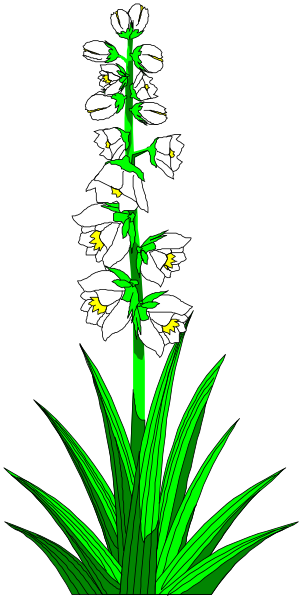 The image shows a tall green plant with white flowers on top of it against a black background.