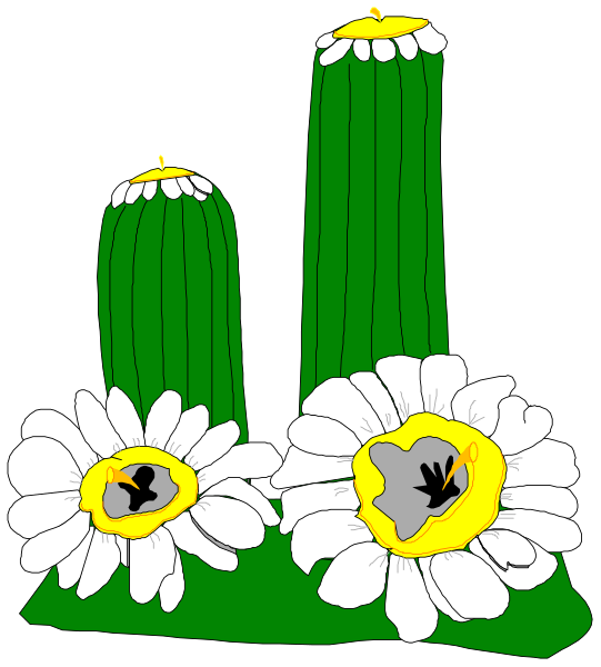 The illustration shows three cacti with white flowers on top of each other against a black background.