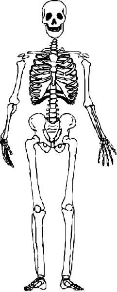 The black and white silhouette of a skeleton standing upright with no head against a dark background.