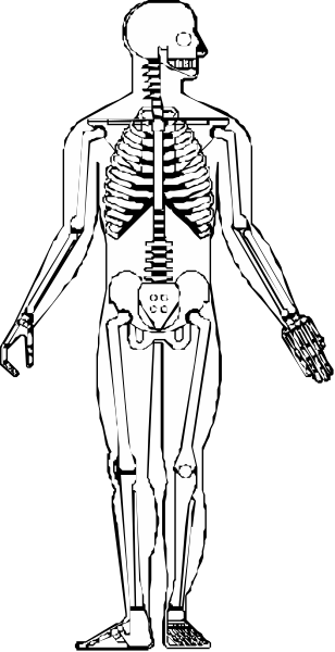 The black and white illustration shows a human skeleton standing upright with its arms outstretched against a dark background.