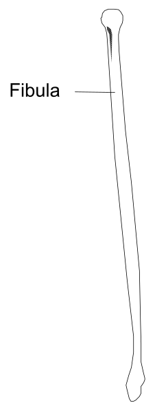 The image shows a black and white illustration of an object that resembles a toothbrush with text "Fibula" on it placed in front of another similar-looking item labeled as "femur."