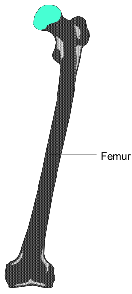 The image shows a diagram of an object with text labels indicating its parts: "femur" is labeled on what appears to be one end of the bone-like structure; there's also another label that reads "tibia," suggesting it represents part or all of this long, thin leg bone.