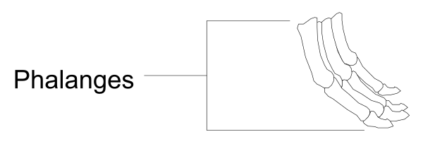 The image shows a black and white diagram of an electrical circuit with labeled components: "phalanges" at each end connected to two unlabeled nodes by lines representing wires; one node is marked as ground, indicated by three parallel horizontal bars beneath it.