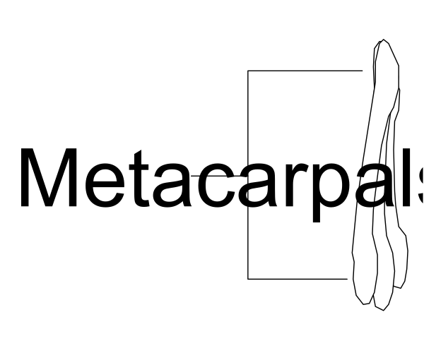 The image shows a white square with black text that reads "METACARPAL" on it against an otherwise plain background.