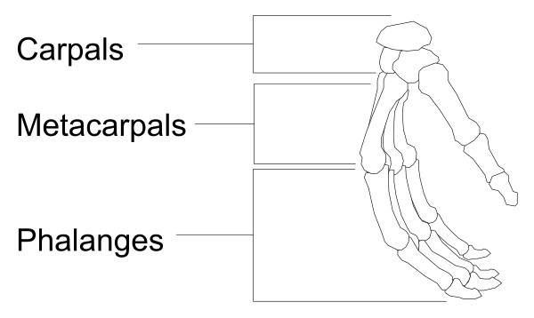 The image shows a diagram with labels indicating different parts of an object that resembles a human figure: "carpals," "metacarpałs," "phalanges."
