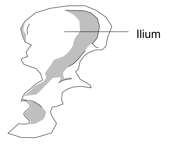 The image shows a black and white line drawing of two profiles facing each other with text labels indicating "mum" on top left profile and "baby" below it.