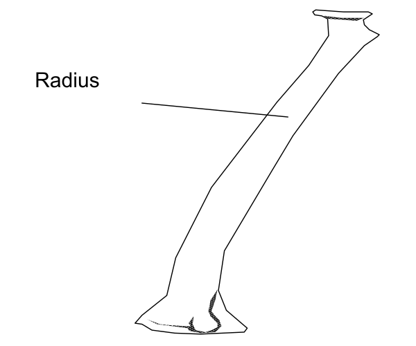 The image shows a black and white line drawing of an object that resembles a bone with text indicating "radius" on it next to another labeled as "ulna."