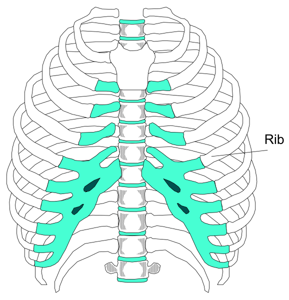 The image shows a detailed illustration of an open human ribcage with internal organs visible against a white background on top half, while bottom left corner has another smaller picture showing only one side view of the same skeletal structure labeled "rib".