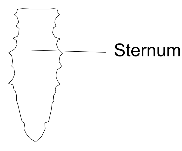 The image shows a simple line drawing of an arrow with text above it that reads "Steiner."