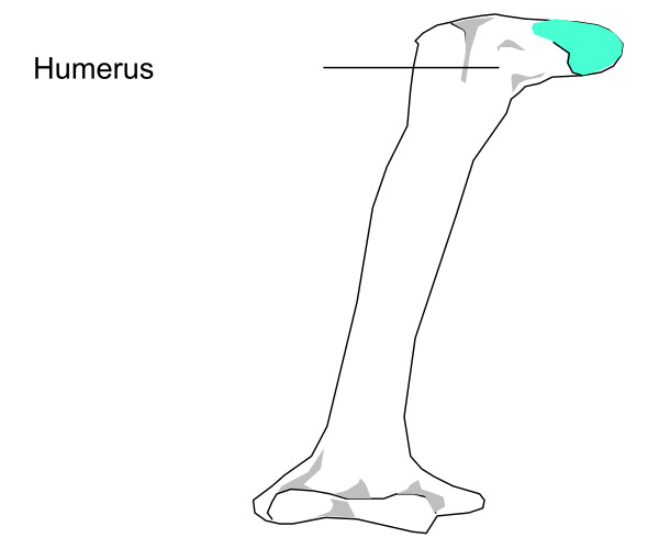 The image shows a humorous illustration of an X-ray with bones labeled "Humerus" on it, placed over what appears to be a picture of someone's leg in blue jeans standing next to another person who is not visible from this angle.