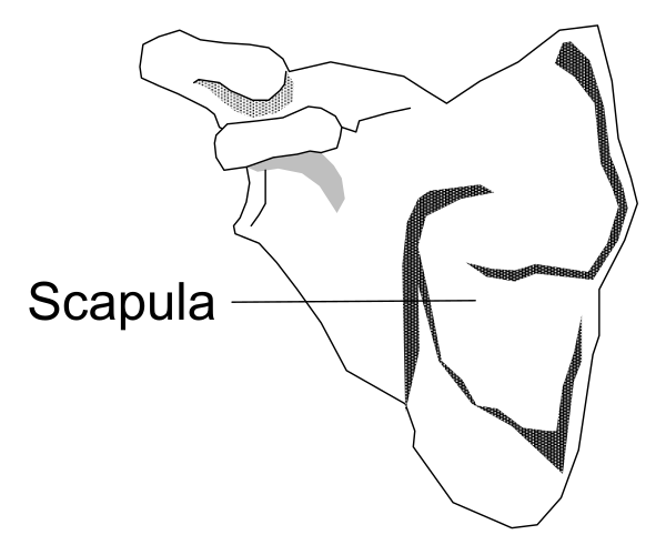 The image shows a black and white map of Scapa with an arrow pointing to it labeled "Scapula."