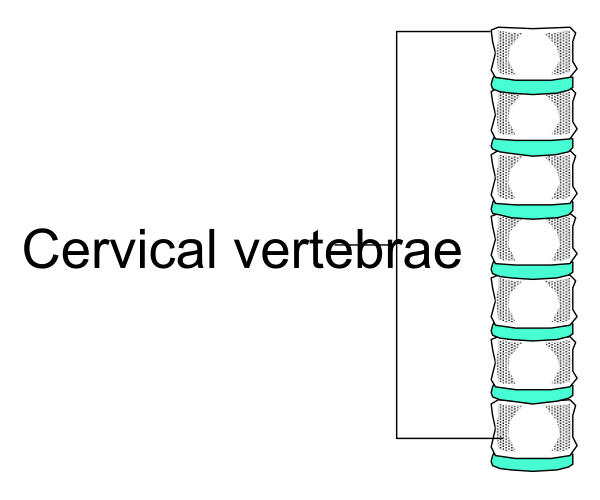 The image shows a diagram of an animal's skeletal structure with labels indicating different parts such as vertebrae in English text on top right corner.