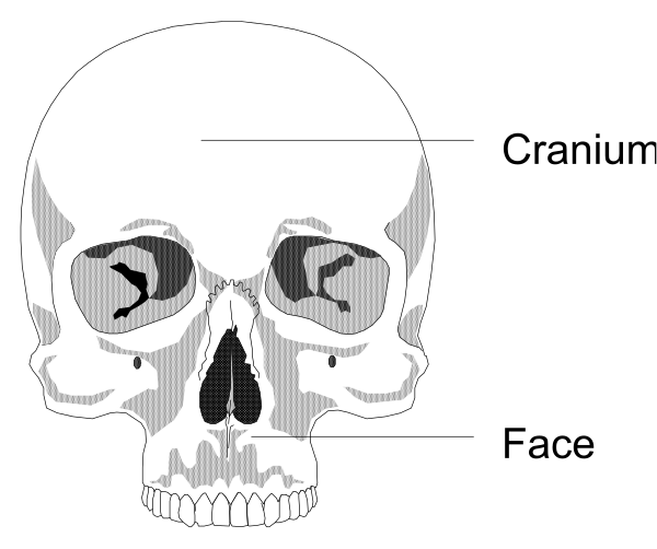 The image shows a skull with an overlaid face mask on it against a white background.
