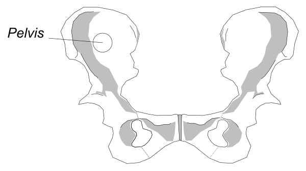 The image shows a medical illustration of an X-ray with labeled bones: "PELVIS" is on top left corner; "FEMURS," which appear to be two legs crossed at their lower ends, occupy most of the space in the center and right side respectively; there are no people or animals depicted. The setting suggests a medical context for understanding anatomy lesson related to pelvic bones.