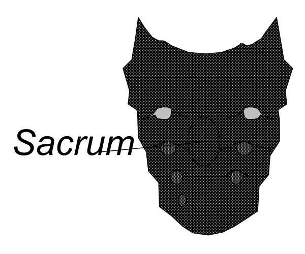 The image shows a black cat with white eyes against a plain background on the left side of an illustration that has text "SACRUM" in bold letters at its center right portion.
