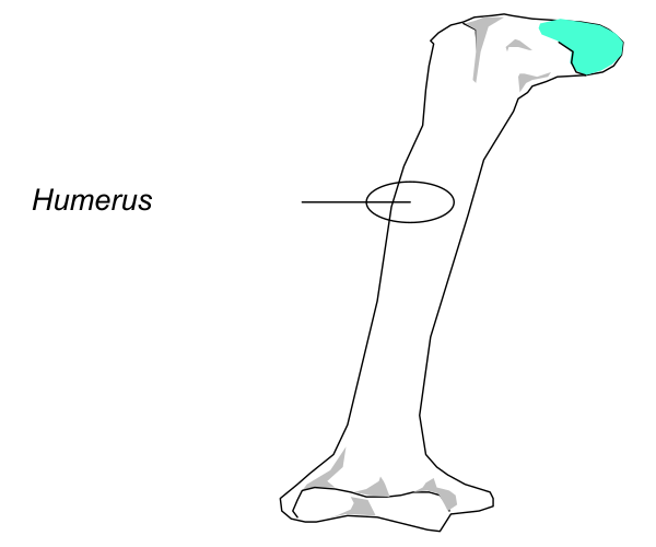 The image shows a diagram of human anatomy with labels indicating different parts such as humerus bone, radius, ulna, carpal bones, metacarpal bones, phalanges, proximal and distal interphalangeal joints on fingers, wrist, elbow, shoulder blade.
