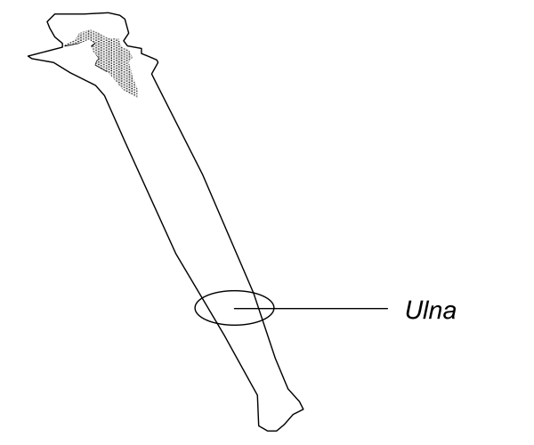 The image shows a map with an overlaid graphic of a bone labeled "Ulna."