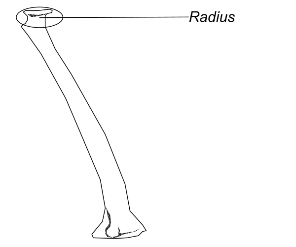 The image shows a black and white line drawing of an object that resembles a bone with text "Radius" indicating it is part of human skeleton structure.