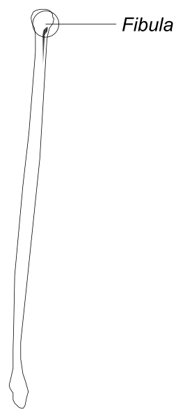 The image shows a black and white illustration of an object labeled "Fibula," which is part of human skeletal structure typically found in legs between tibia and fibular head.