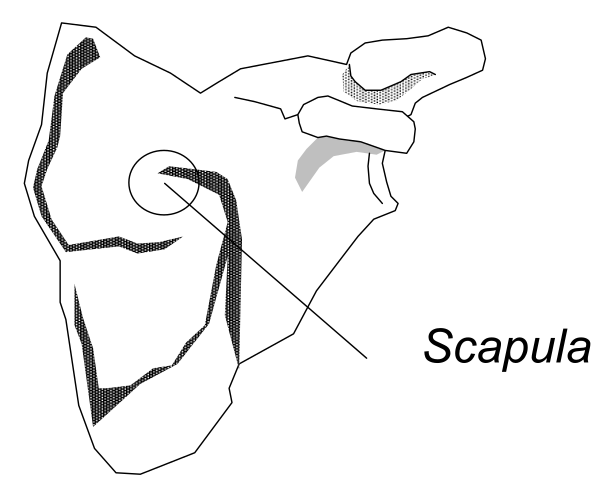 The image shows a black and white illustration of an arm pointing to different parts on a map with labels such as "Scotland" written in Italian text above it.