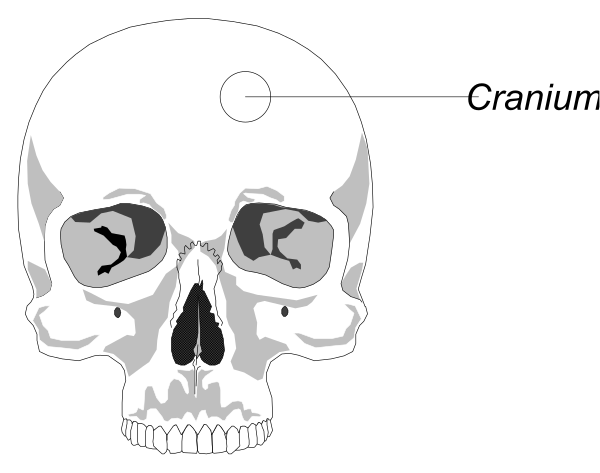 The image shows a skull with an arrow pointing to its cranium labeled "CRANIUM" next to another smaller illustration of a human head without any features except for two eyes marked by arrows, one on each side.