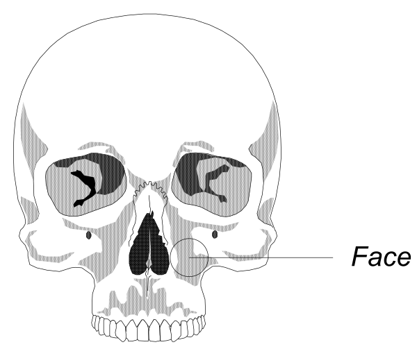 The image shows a skull with an X-ray view of its interior superimposed on it from above, set against a black background; there is no text present in this clipart illustration.