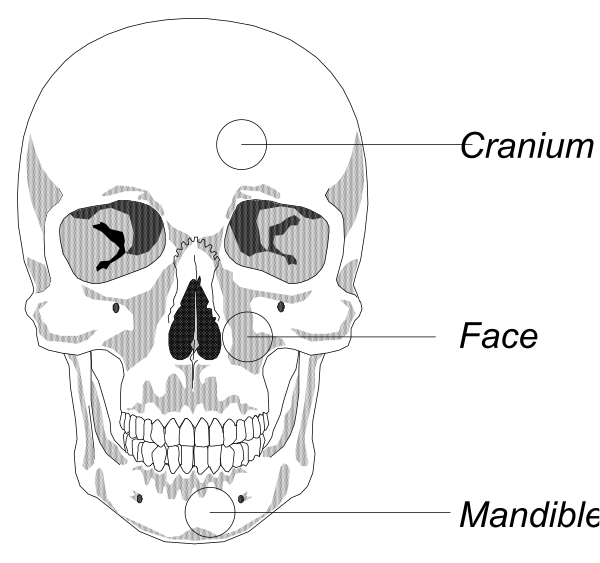 The image shows a skeletal skull with labels pointing to different parts of it: cranium at top left corner; face in center right side; mandible on bottom right part of jawbone.