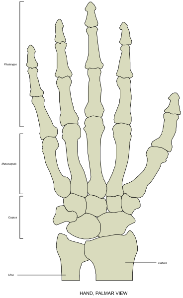 The image shows a skeletal model of an adult human hand with five fingers labeled 1 through 5 from left to right against a ruler indicating its size in millimeters next to it on what appears to be a white background, which is likely meant for educational purposes such as illustrating the structure and proportions of a typical human hand. The image does not contain any text or additional context beyond this description.
