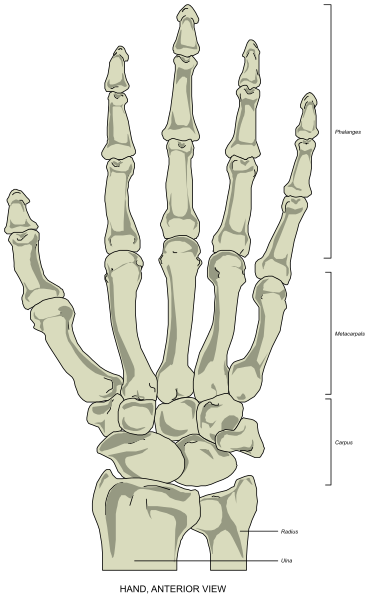 The image shows a skeletal human hand with five fingers against a ruler that indicates it is 10 inches long from base to tip of longest finger. There's no text present in this clip-art illustration, and there isn't any action depicted as it appears static without movement or interaction between objects. The setting seems simple, focusing on the hand with fingers spread out against a plain background that does not provide additional context about location or environment beyond what is immediately visible within the image itself.
