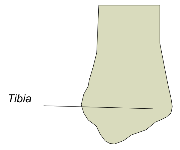 The image shows a simple line drawing of an object that resembles a shoe with text indicating it is "tibia" on one side and nothing else in the frame to provide context for its purpose or use, set against a plain background without any additional details about setting or action taking place.