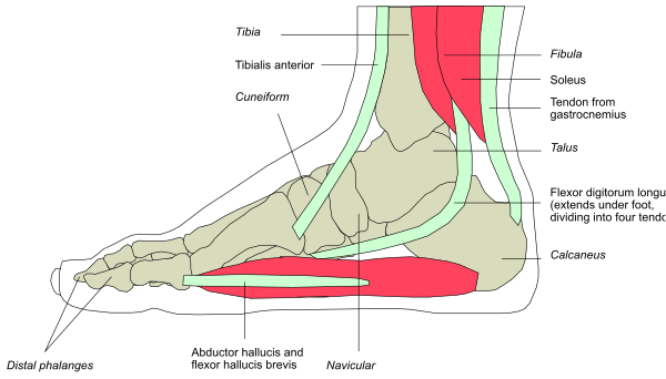 The image shows a diagram of an animal's foot with labels indicating different parts such as toes, tibia, fibula, etc., along with arrows pointing to specific areas for educational purposes.