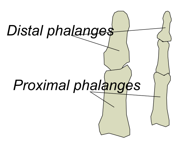 The image shows a diagram of three bones labeled "distal phanges," with arrows pointing to different parts: proxima (proximity), distala (distance from center) and lateralis (side).