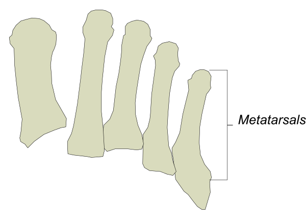 The image shows a diagram of human bones with labels indicating their names: femur (thigh bone), tibia (shinbone), fibula (calf bone).