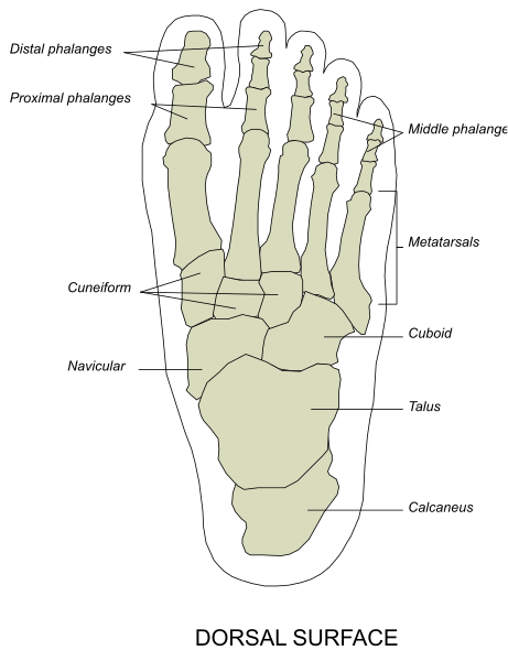The image shows a diagram of human anatomy with labels indicating different parts such as toes, phalanges, metacarpals, carpal bones, radius, ulna, humerus, scapula, clavicle, sternum, ribs, vertebrae, spinal cord, and other internal organs.