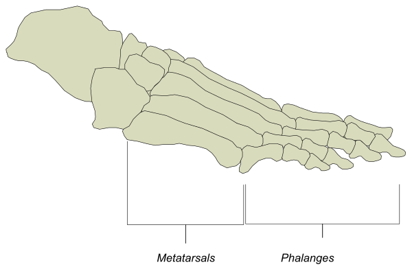 The image shows a map with annotations indicating different bones of human feet labeled as "metatarsus," "phalanges" and other parts in French.