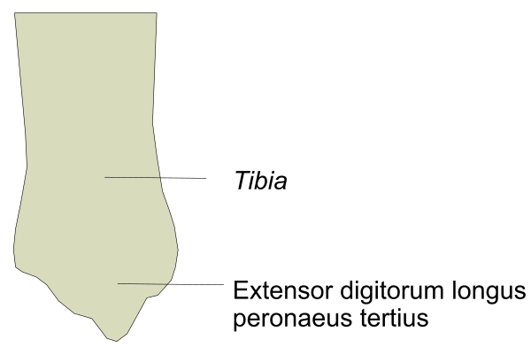 The image shows a diagram with two labeled bones: "extremus ossis" on top of another bone that is partially obscured by text reading "peninsula tibialis."