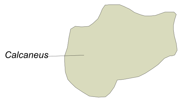 The image shows a map with labels indicating "Calcaneus" on an island labeled as such.