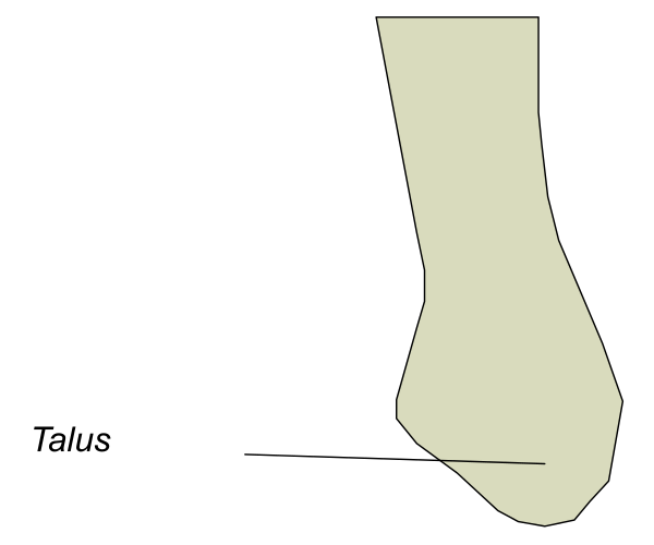 The image shows a black and white illustration of an animal's foot with labeled bones: tibia (TALUS).