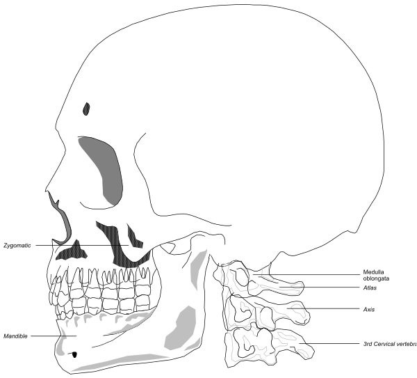 The image shows a detailed black and white illustration of an adult human skull with labels indicating different parts such as frontal bone, nasals, eye sockets, teeth, tongue, palate, uvula, hyoid bones, thyroid cartilage, trachea, larynx, esophagus, heart, lungs, liver, stomach, pancreas, small intestine, large intestines with appendix and cecum, kidneys, adrenal glands.
