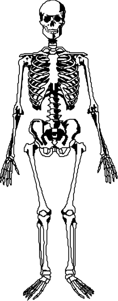 The black and white skeleton of a human figure with an exaggeratedly large head is standing upright against a dark background in this clip-art image.