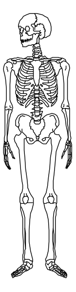 The black and white skeleton of a human figure standing upright against a dark background with no other discernible elements present in this small clip-art image.