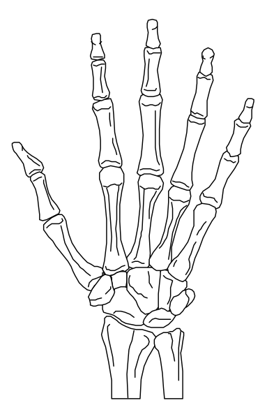 The black and white skeleton of a human hand with five fingers against a dark background.