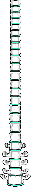 The image shows a long row of identical coffee cups lined up vertically against a gray background with black borders on either side.
