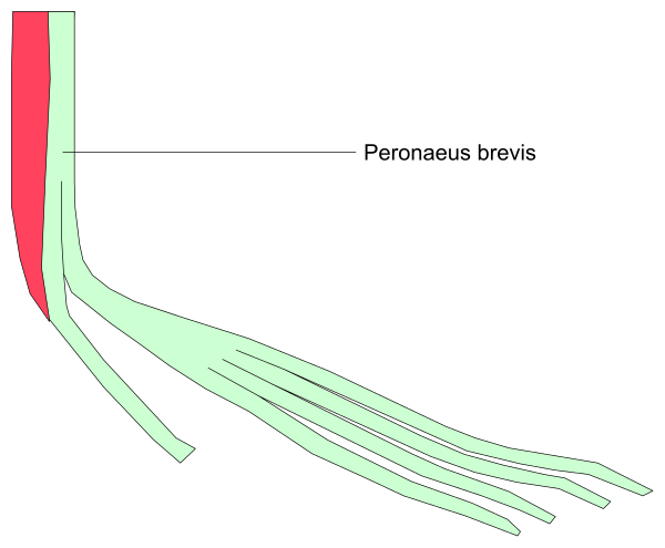 The image shows a diagram with labels indicating different parts of an organism's cellular structure: "Pompus," "Basis filamentaris primus" (primary flagellar pole), "Filum basalis" (basal filaments), and "Cilium."
