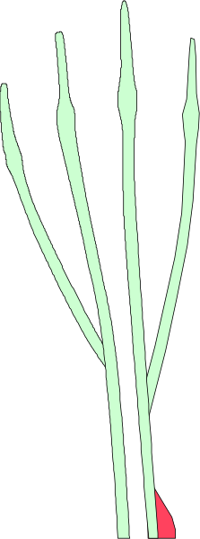 The image shows a tall green tree with red leaves against a dark background on what appears to be an electronic device screen displaying multiple windows of various sizes.