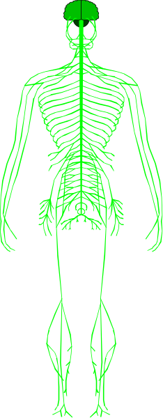 The image shows a skeleton with green lines indicating muscles on it against a black background.