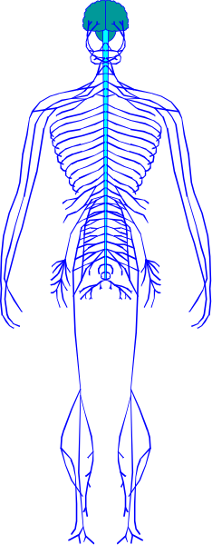 The image shows a blue outline of an adult human figure standing against a black background with white lines forming vertical stripes on either side.