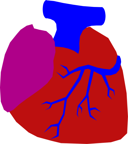The image shows a simplistic representation of an open human heart with red chambers on either side connected by blue veins against a purple background in a stylized graphic format that resembles clip-art, likely used for educational purposes to illustrate cardiovascular structure and function.