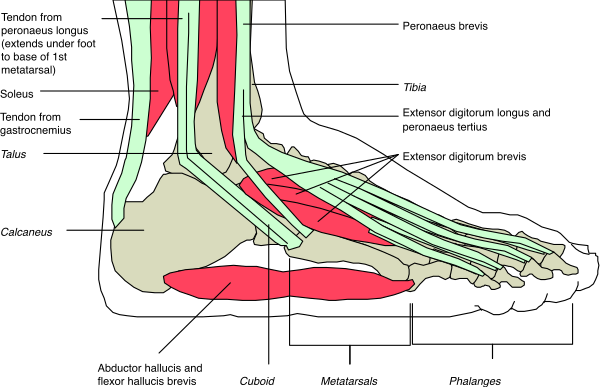 The image shows a closeup of an illustration depicting human feet with various muscles highlighted by colorful lines to indicate their function in walking.